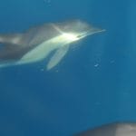 algarve-dolphins-watching-albufeira-1920x880