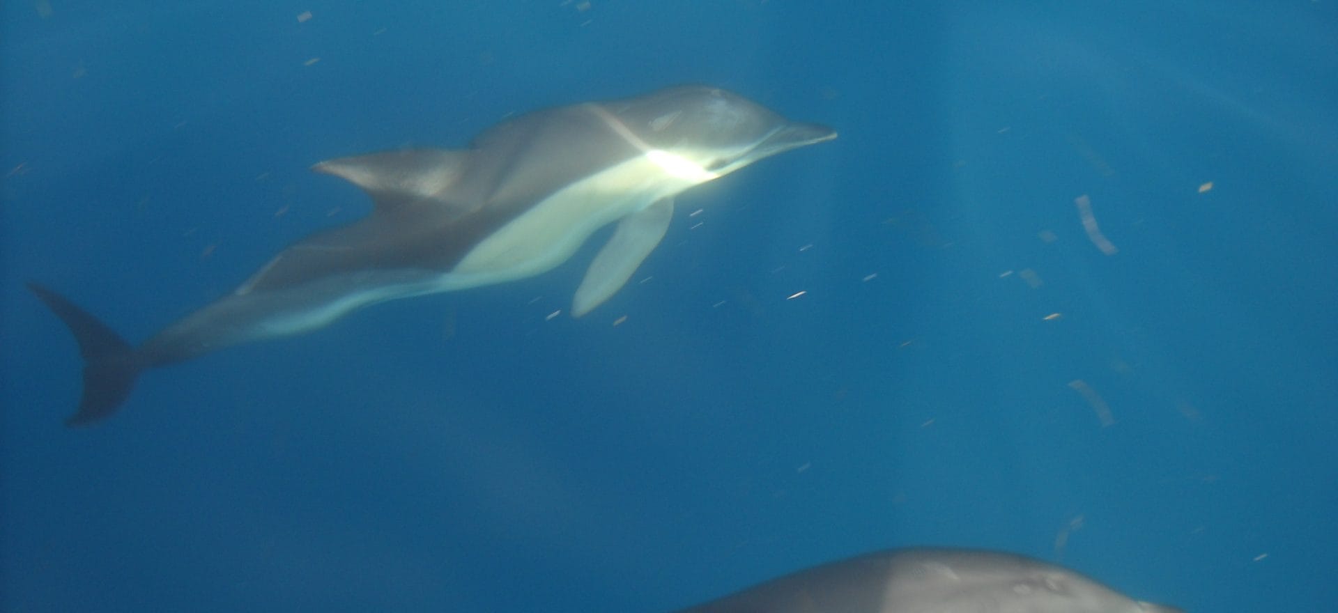 algarve-dolphins-watching-albufeira-1920x880