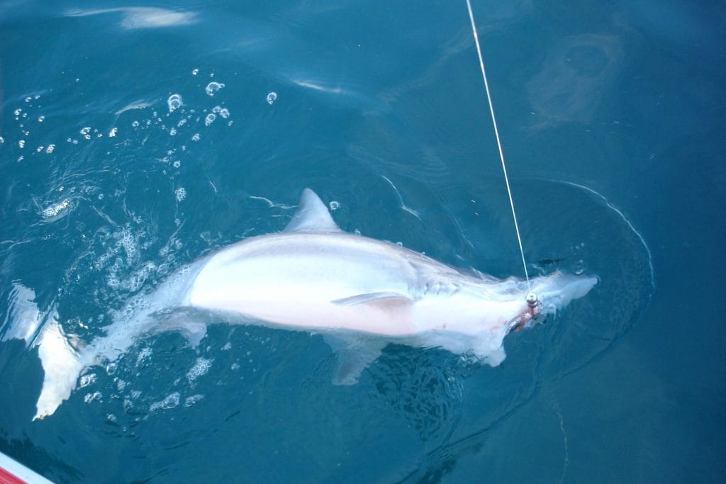 vilamoura-shark-fishing-Cópia-1024x683